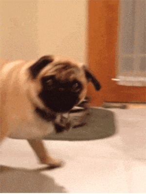 crazy dog.gif