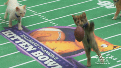 cats playing football.gif