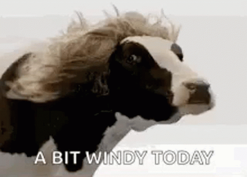 head and shoulders.gif