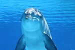 animal-bottlenose-dolphin-close-up-cute.jpg