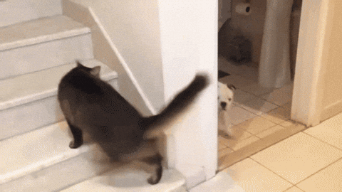 giphy.gif