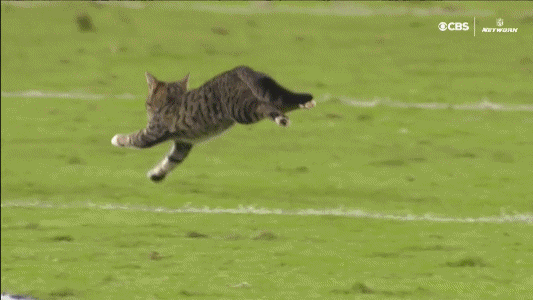 TNFCATBALL.0.gif