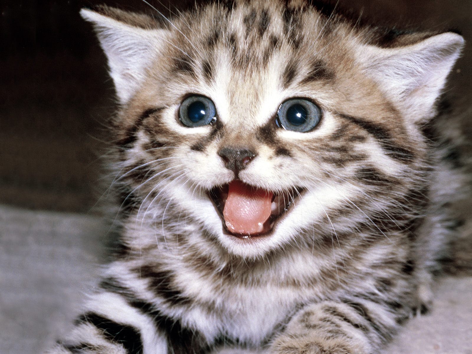 kitten+is+smiling.jpg