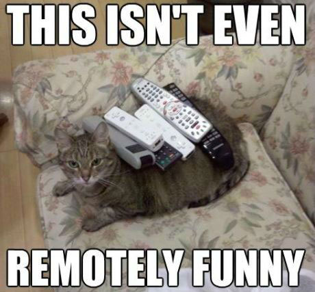 remotely-funny-cat.jpg