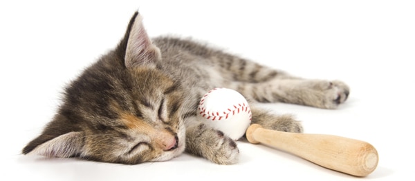 cat-baseball-2.jpg